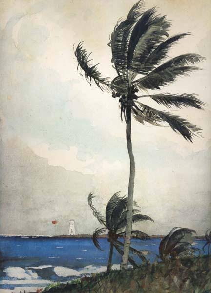 Winslow Homer Palm Tree,Nassau (mk44) oil painting picture